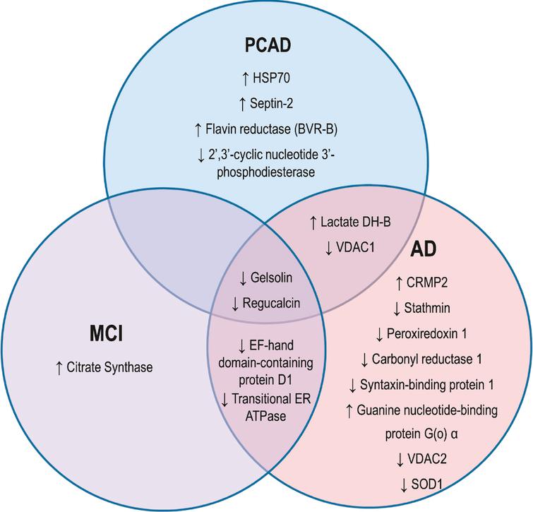 Quantitative Phosphoproteomic Analyses Of The Inferior Parietal Lobule From Three Different Pathological Stages Of Alzheimer S Disease Ios Press