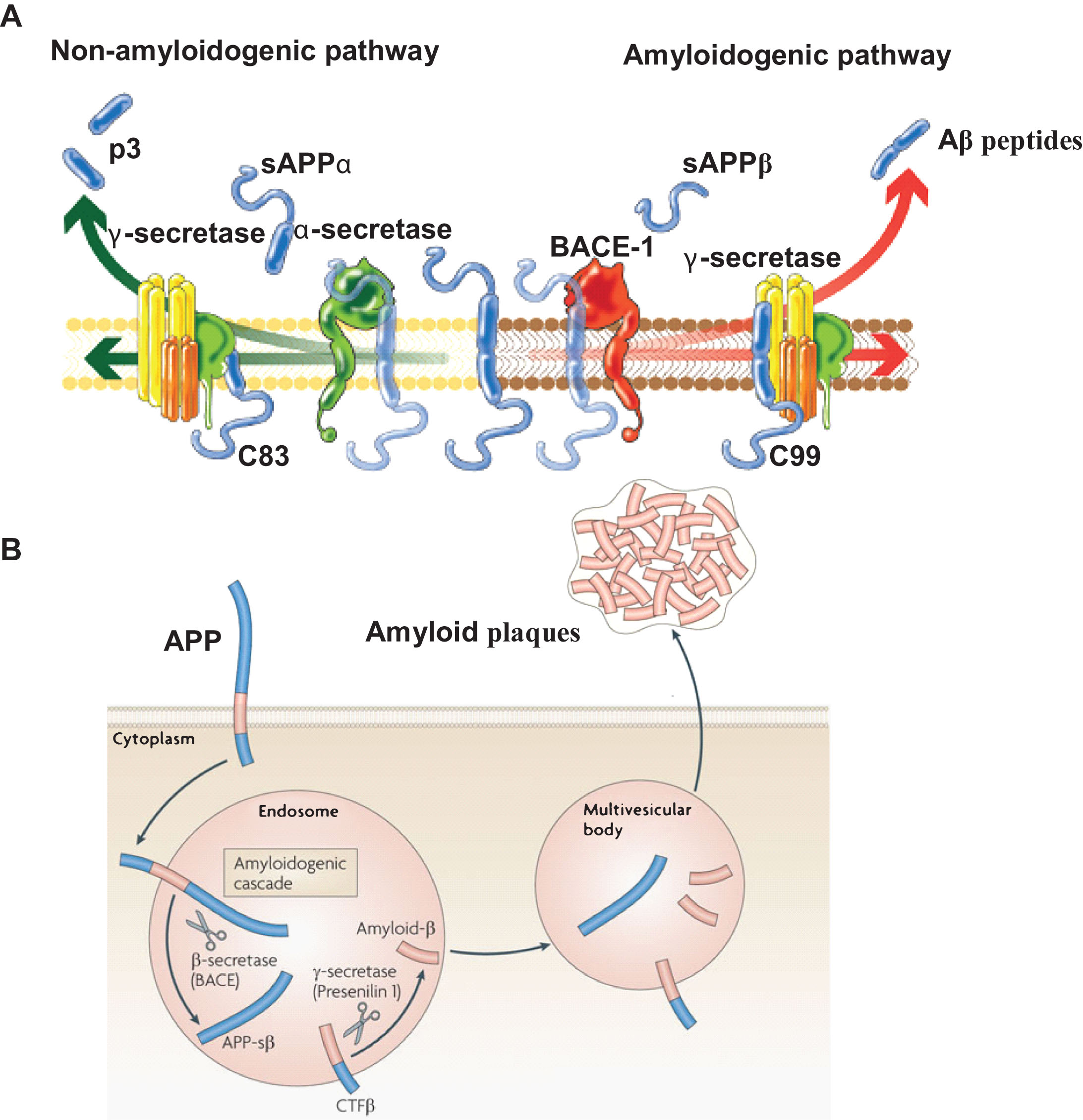 Anti-Viral Properties Of Amyloid-β Peptides - IOS Press