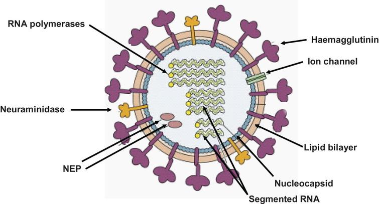 Anti-Viral Properties of Amyloid-β Peptides - IOS Press