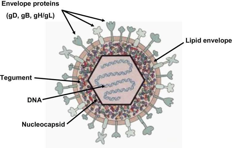 Anti-Viral Properties of Amyloid-β Peptides - IOS Press