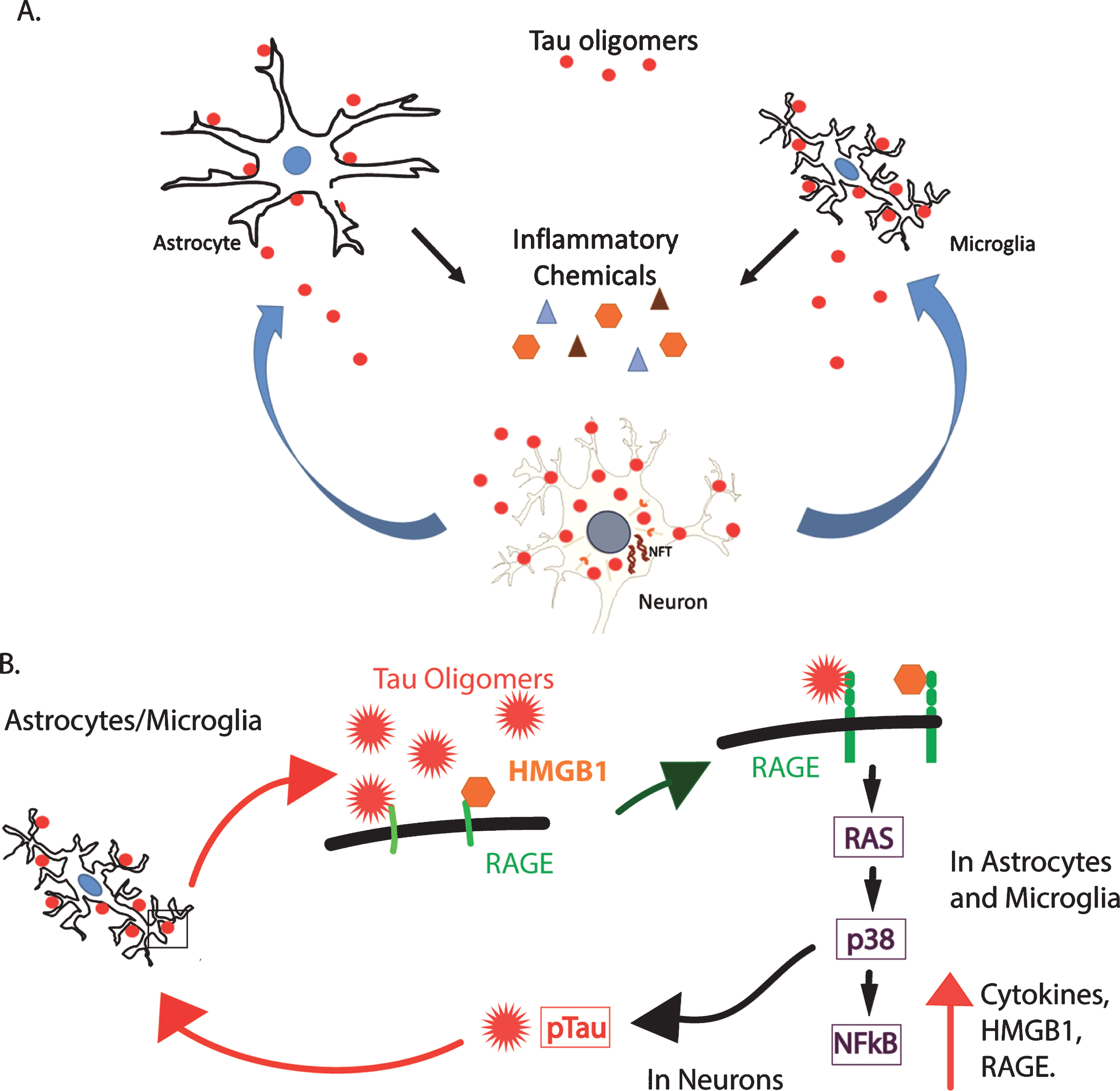 Tau Oligomers Associate With Inflammation In The Brain And Retina Of ...