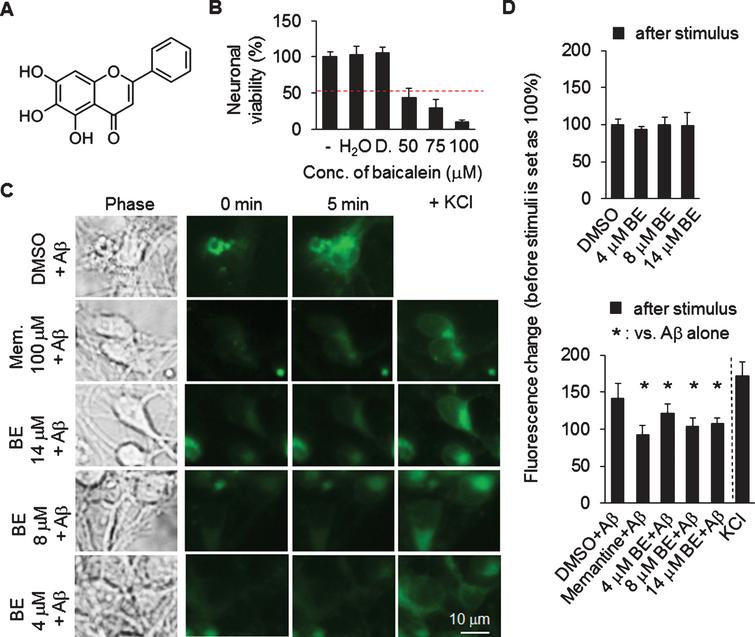 An Improved Drugs Screening System Reveals That Baicalein Ameliorates The Ab Ampa Nmda Induced Depolarization Of Neurons Ios Press