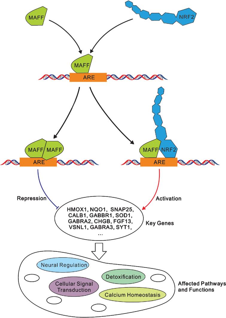 Meta-analysis Of Parkinson’s Disease And Alzheimer’s Disease Revealed 