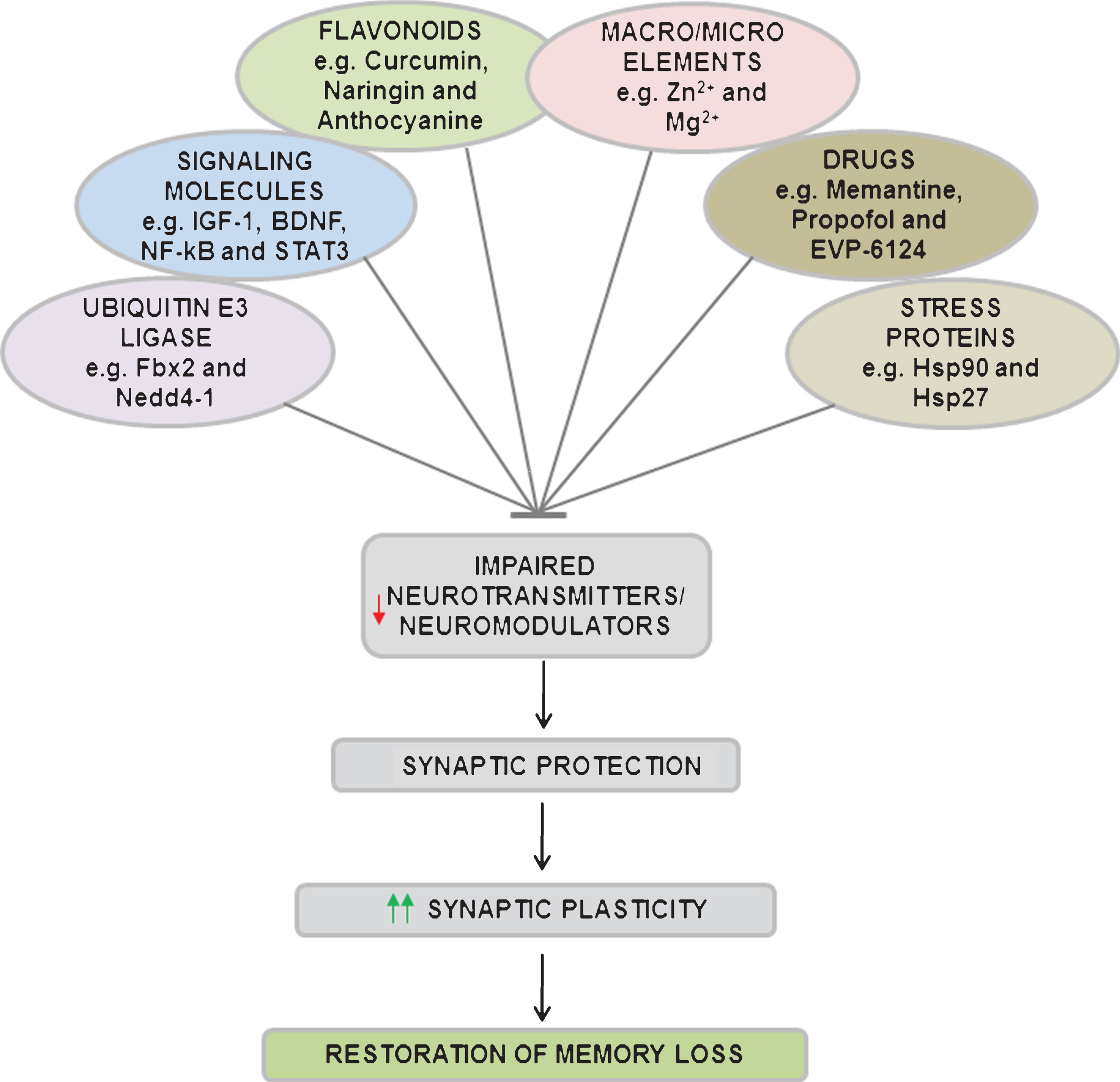 Stress-Induced Synaptic Dysfunction And Neurotransmitter Release In ...