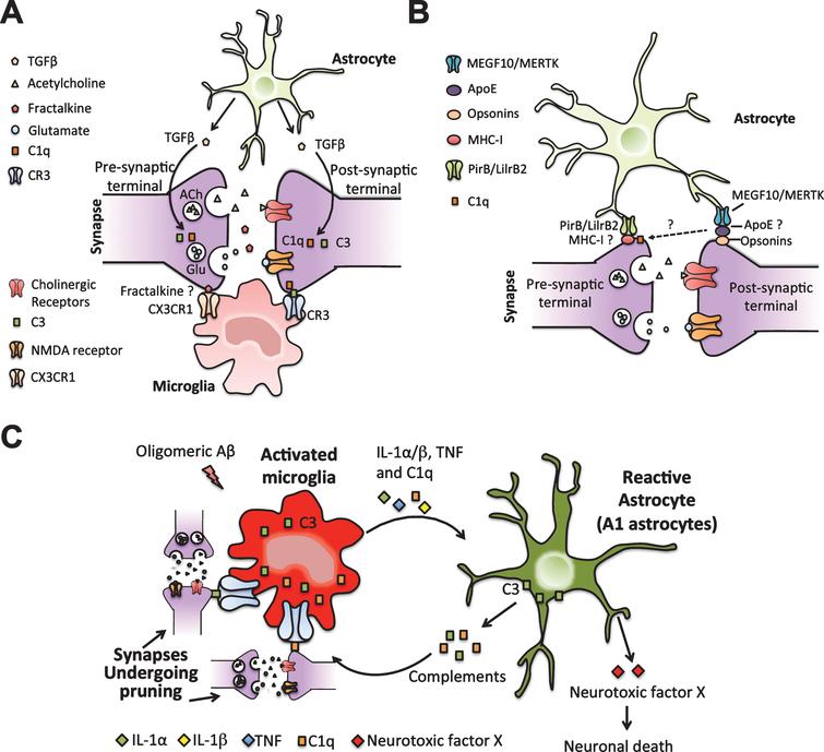 Dynamics of the Complement, Cytokine, and Chemokine Systems in the ...