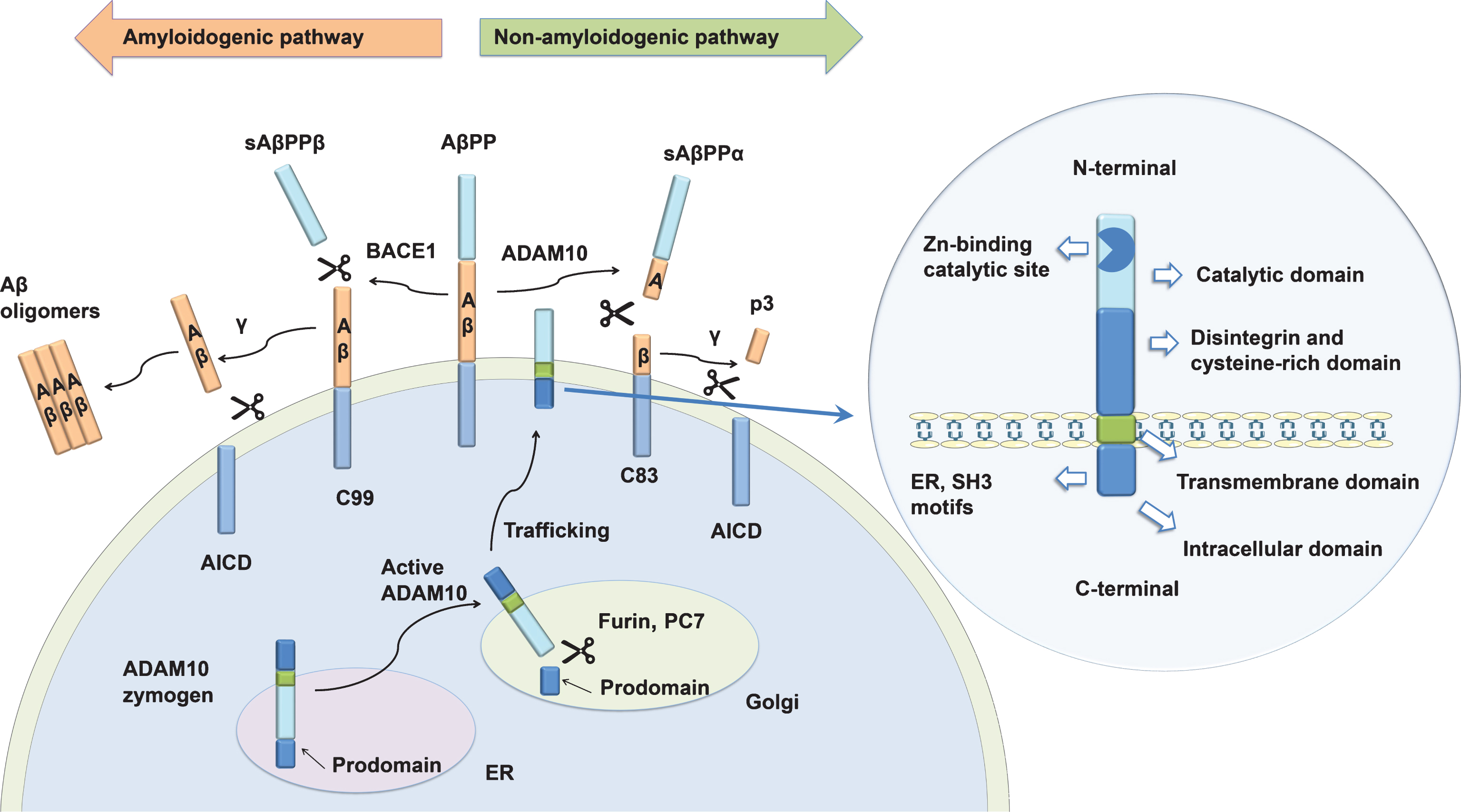 The Role of ADAM10 in Alzheimer’s Disease - IOS Press