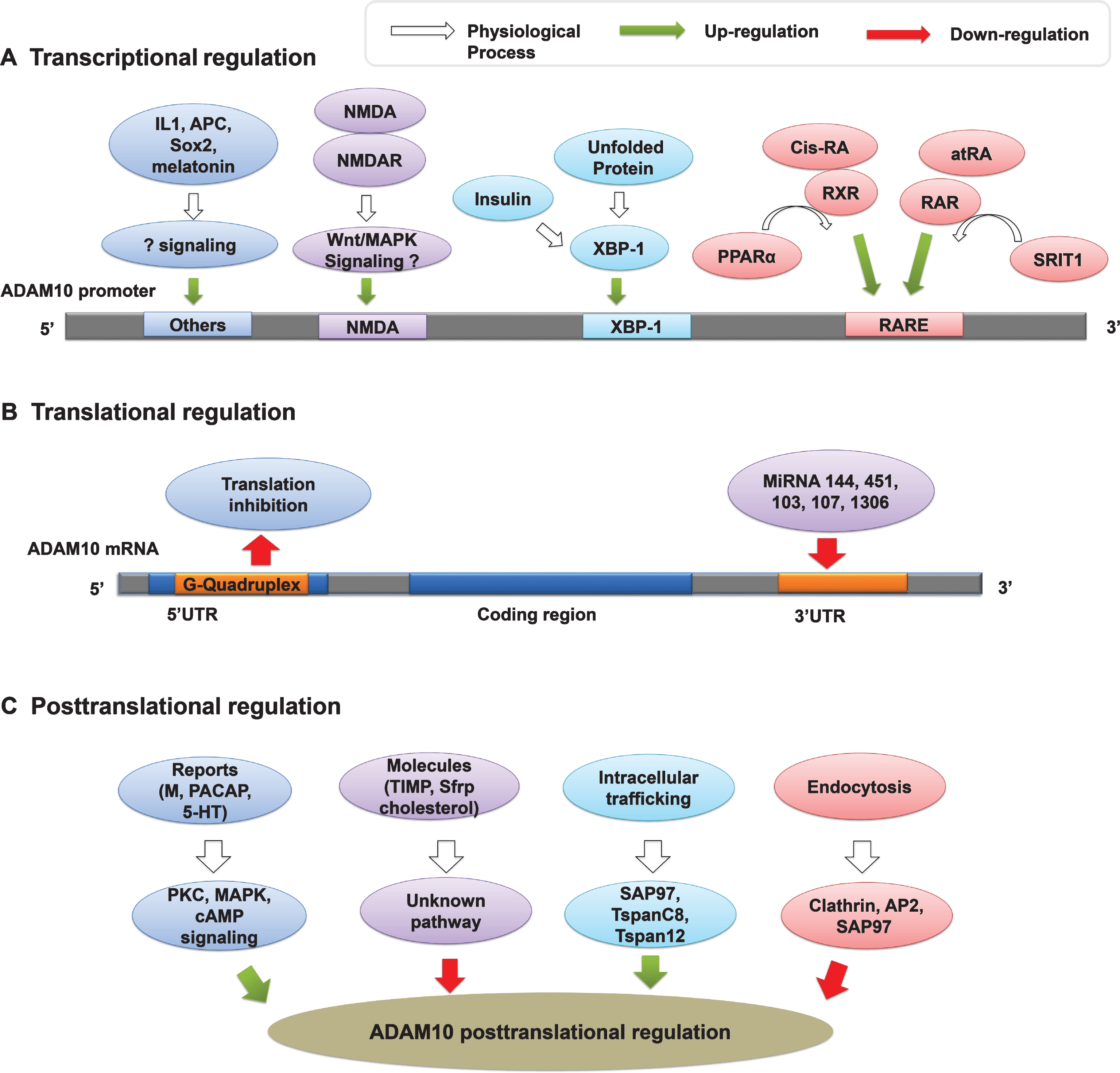 The Role Of ADAM10 In Alzheimer’s Disease - IOS Press