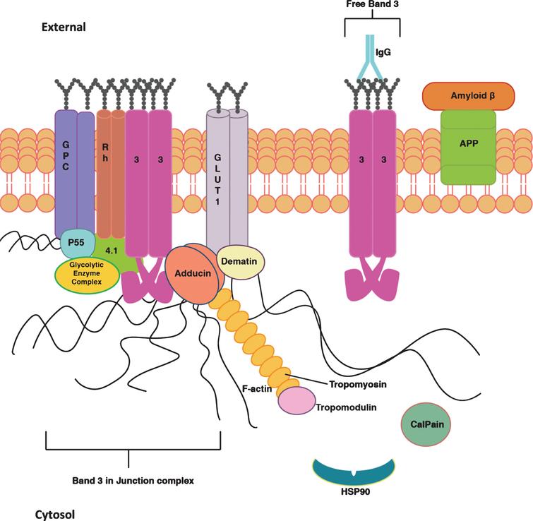 Exploring Erythrocytes as Blood Biomarkers for Alzheimer’s Disease ...