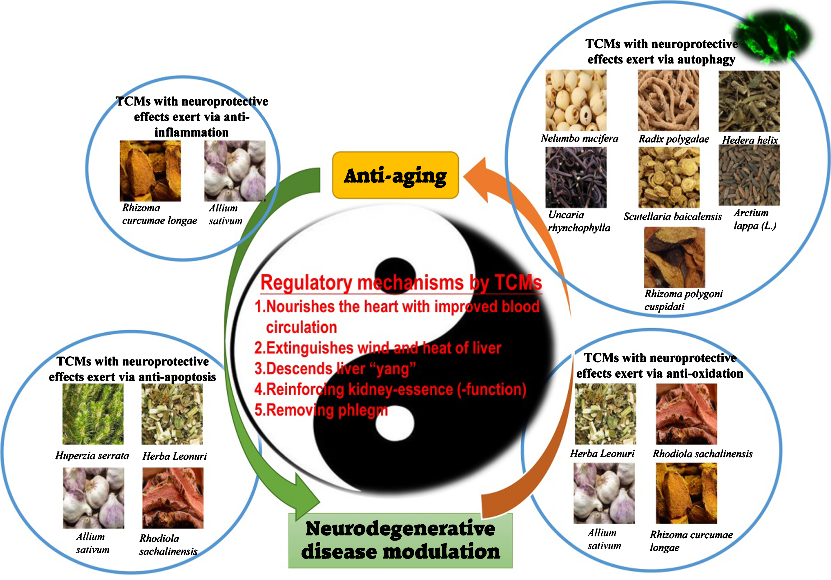 Natural Bioactive Molecules as Neuromedicines for the Treatment/Prevention  of Neurodegenerative Diseases