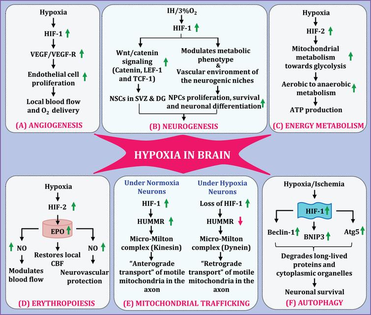 Hypoxia-Induced Signaling Activation in Neurodegenerative Diseases ...