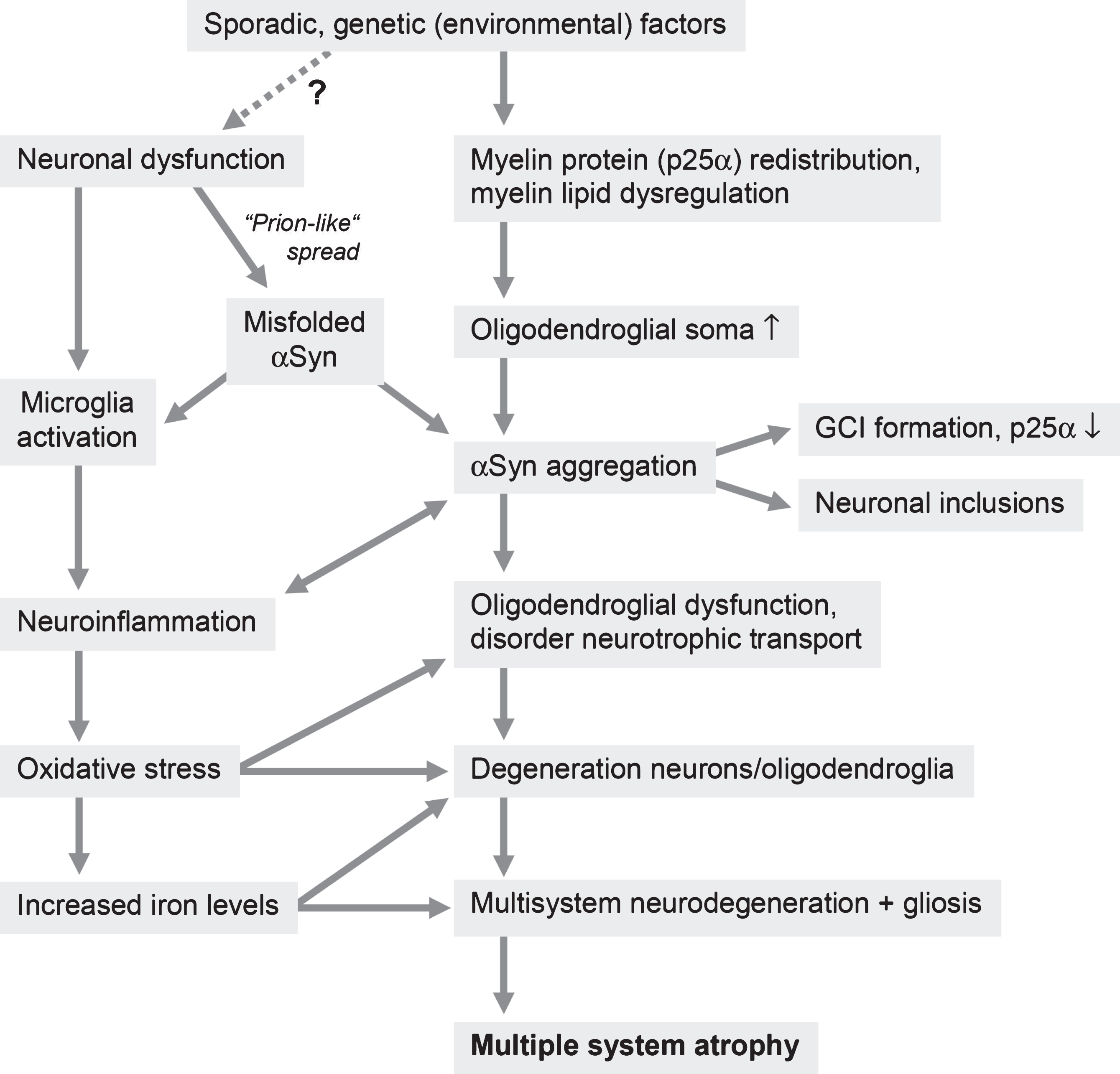 What Is The Difference Between Motor Neuron Disease And Msa | Webmotor.org