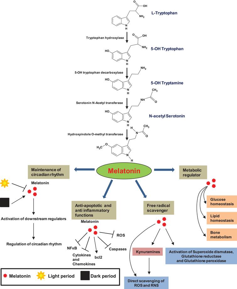 Multi-Faceted Role of Melatonin in Neuroprotection and ...