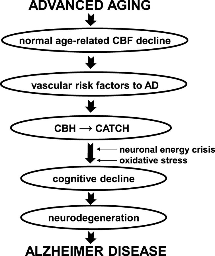 The Vascular Hypothesis Of Alzheimers Disease A Key To - 