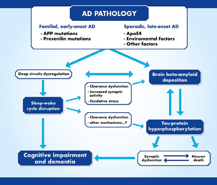 Pathophysiology Of Alzheimer's Disease