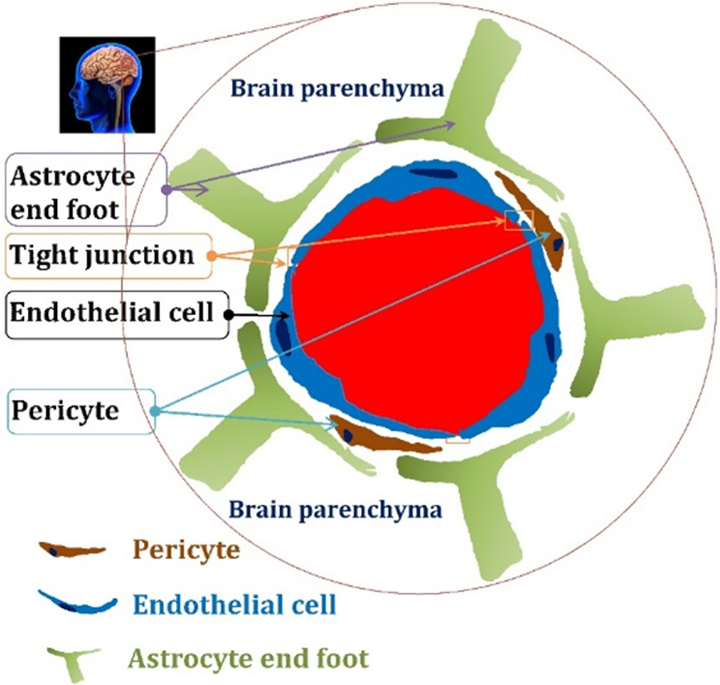 Role Of Blood-Brain Barrier In Alzheimer’s Disease - IOS Press