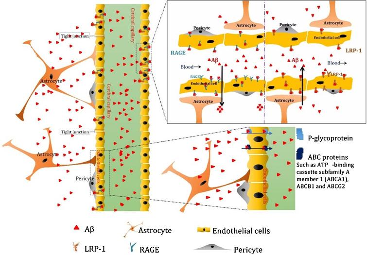 Role of Blood-Brain Barrier in Alzheimer’s Disease - IOS Press