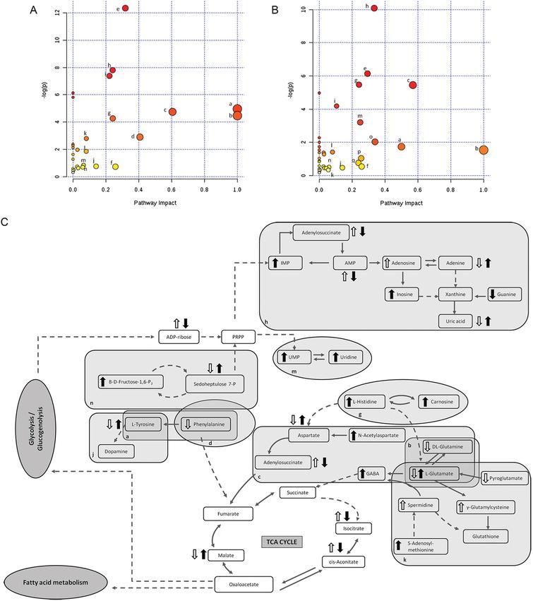 Tocotrienol-Rich Fraction of Palm Oil Improves Behavioral Impairments ...