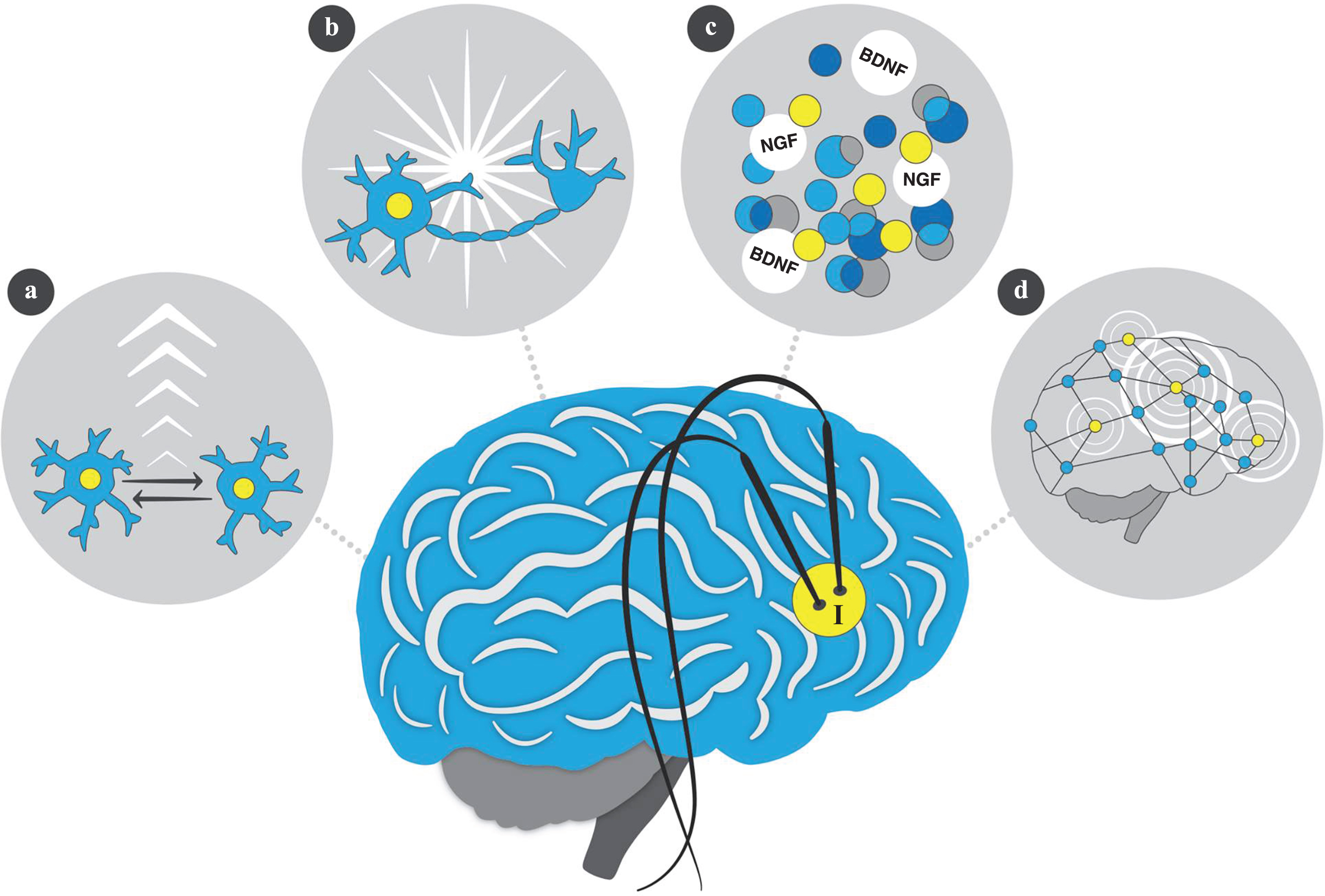 Deep Brain Stimulation Of The Memory Circuit: Improving Cognition In ...