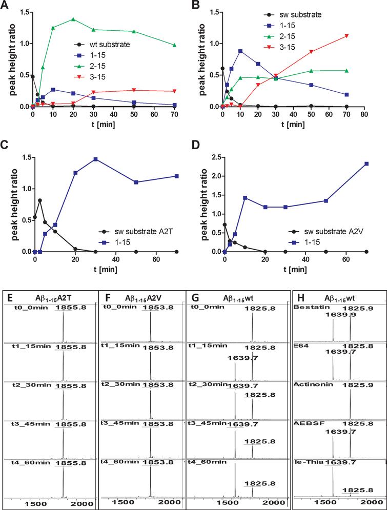 Dipeptidyl Peptidase Activity Of Meprin B Links N Truncation Of Ab With Glutaminyl Cyclase Catalyzed Pglu Ab Formation Ios Press