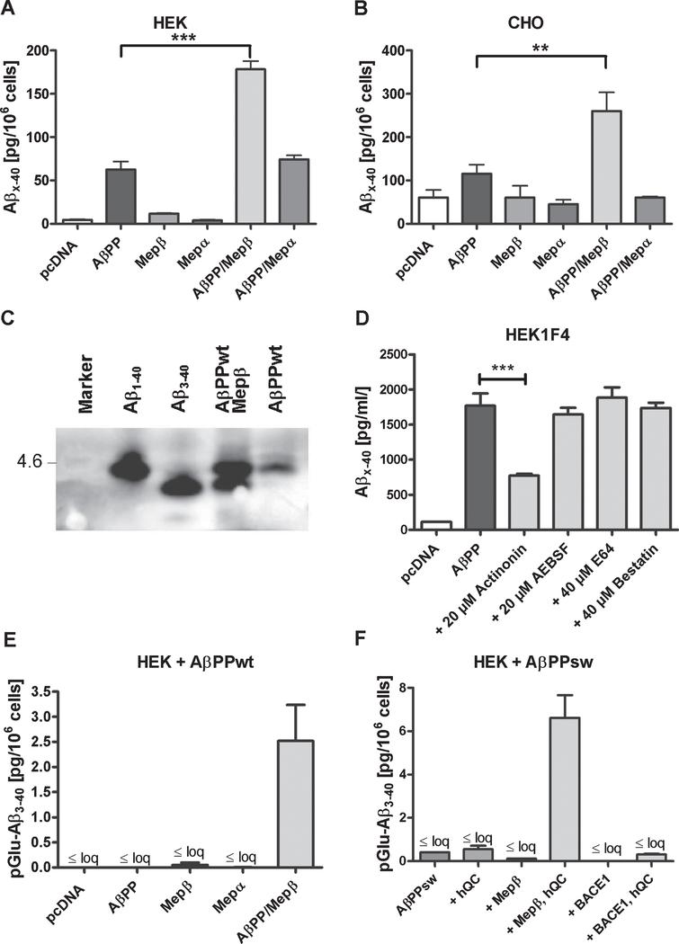 Dipeptidyl Peptidase Activity Of Meprin B Links N Truncation Of Ab With Glutaminyl Cyclase Catalyzed Pglu Ab Formation Ios Press