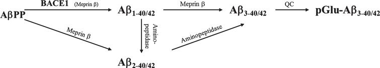 Dipeptidyl Peptidase Activity Of Meprin B Links N Truncation Of Ab With Glutaminyl Cyclase Catalyzed Pglu Ab Formation Ios Press