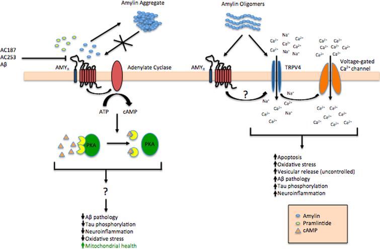 Neuroprotective Effects of Amylin Analogues on Alzheimer’s Disease ...