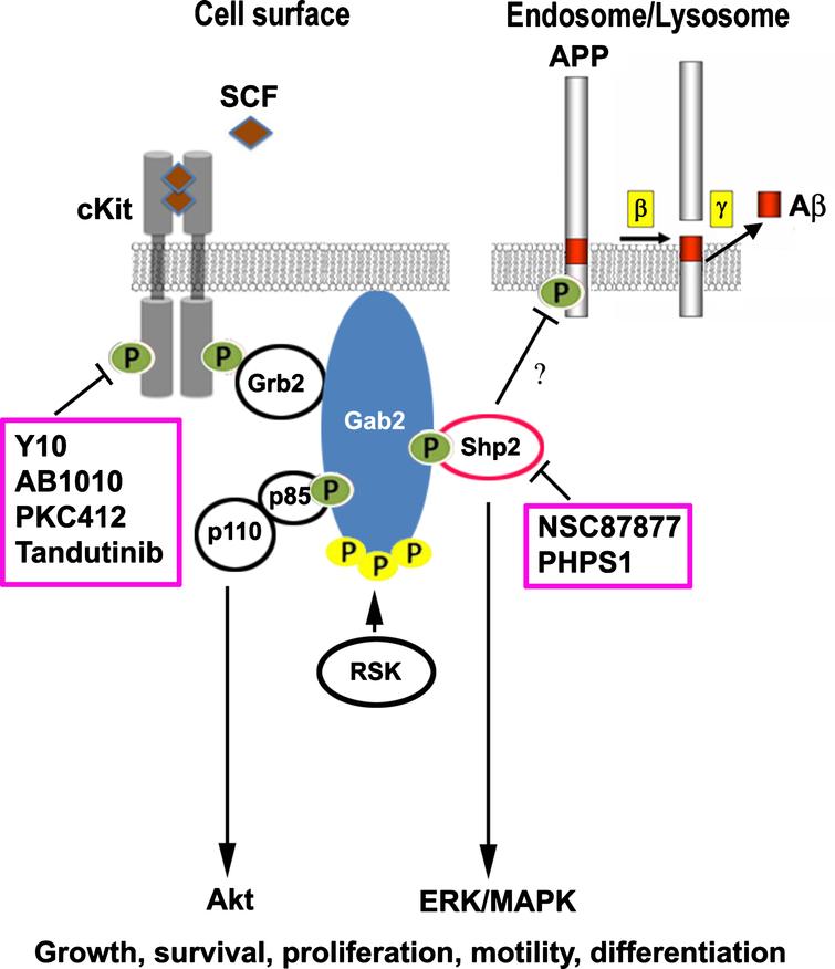 Small Molecule Amyloid-β Protein Precursor Processing Modulators Lower ...