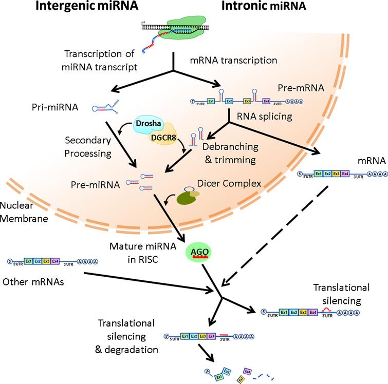 The Potential Role of Dysregulated miRNAs in Alzheimer’s Disease ...