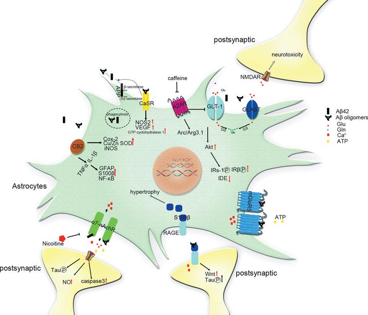 Potential Astrocytic Receptors and Transporters in the Pathogenesis of ...