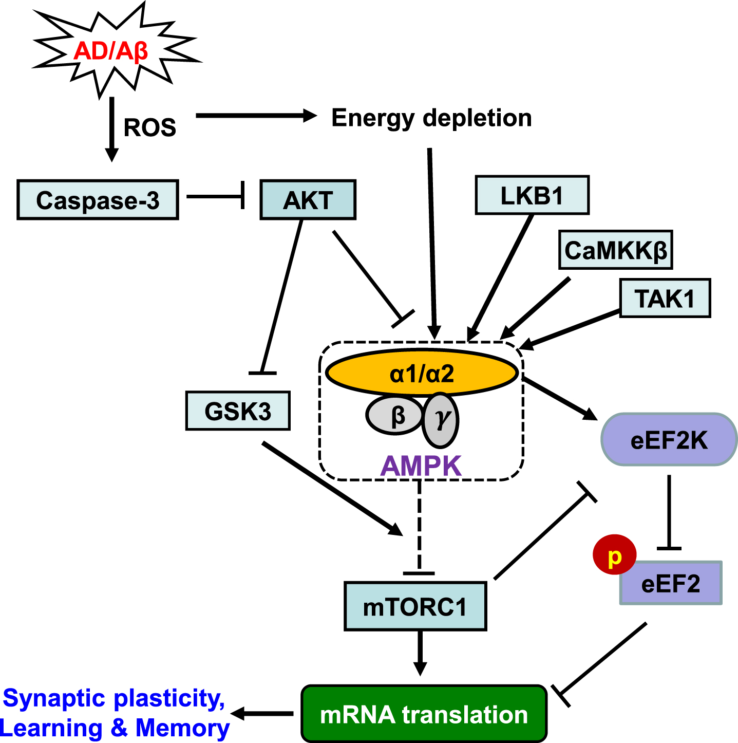 Therapeutic Potential Of AMP-Activated Protein Kinase In Alzheimer’s ...