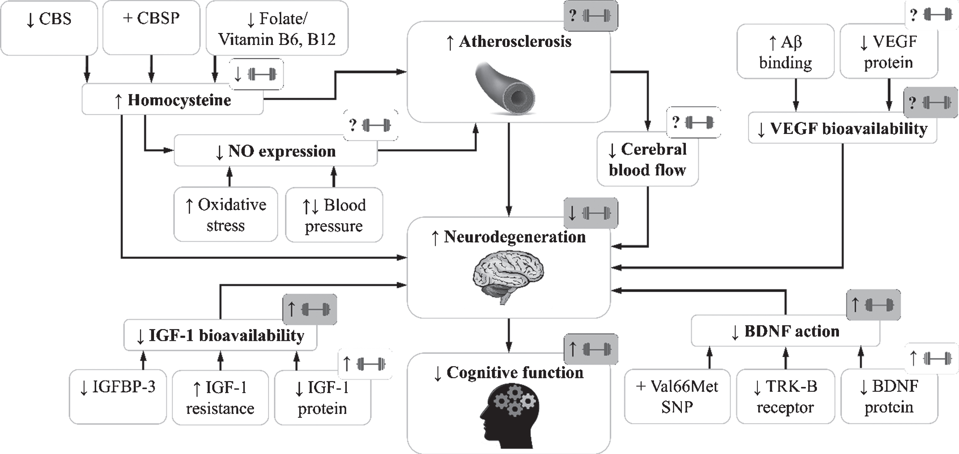 Resistance Exercise-Induced Responses In Physiological Factors Linked ...