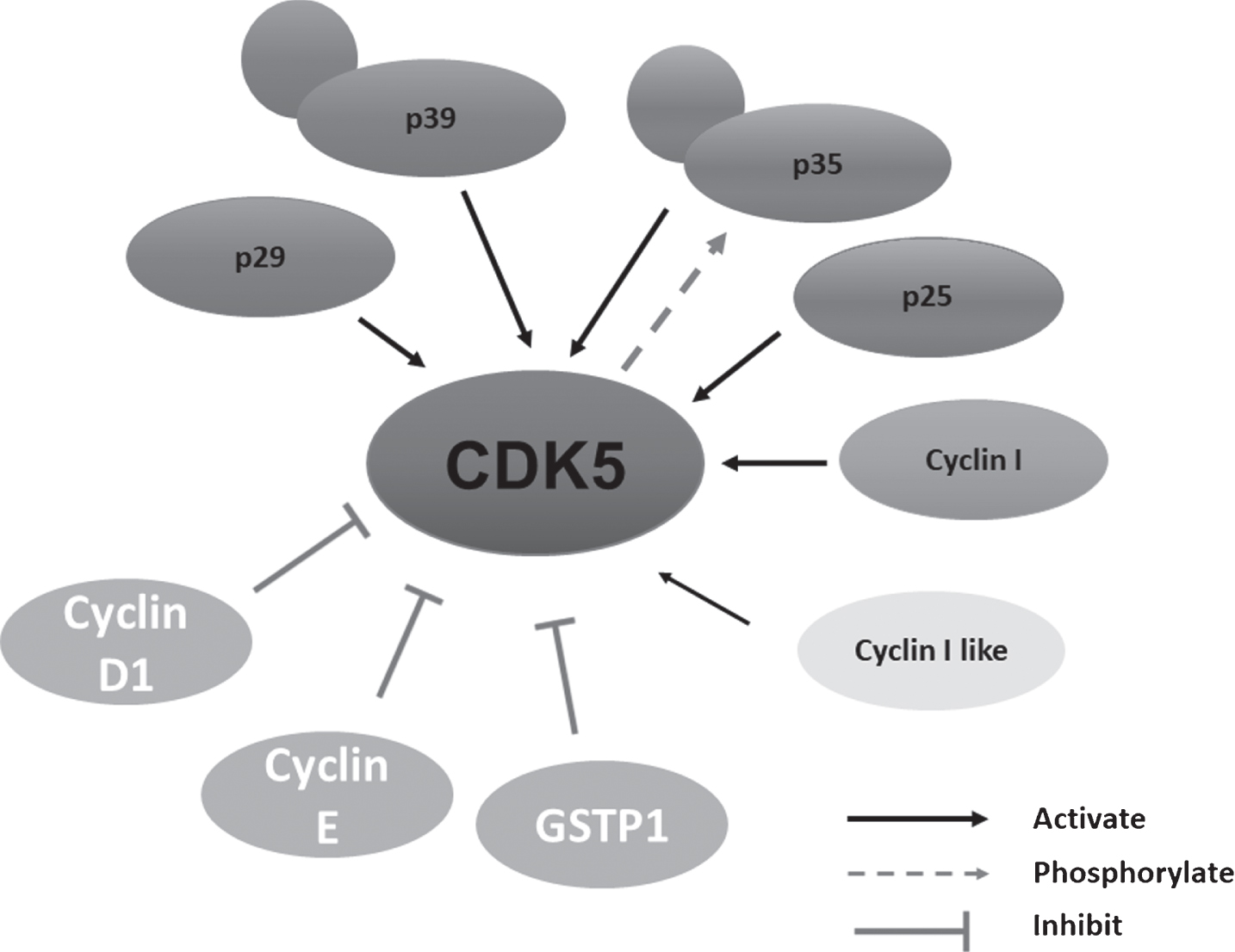 CDK5: A Unique CDK And Its Multiple Roles In The Nervous System - IOS Press