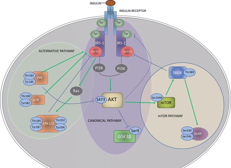 Extracellular Vesicle Biomarkers Track Cognitive Changes Following ...