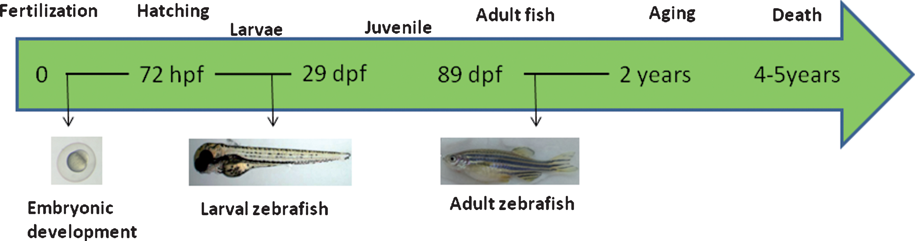 Life Cycle Of Zebrafish | My XXX Hot Girl