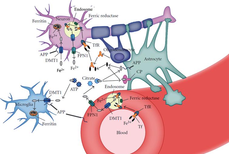 Airborne Magnetite- and Iron-Rich Pollution Nanoparticles: Potential ...