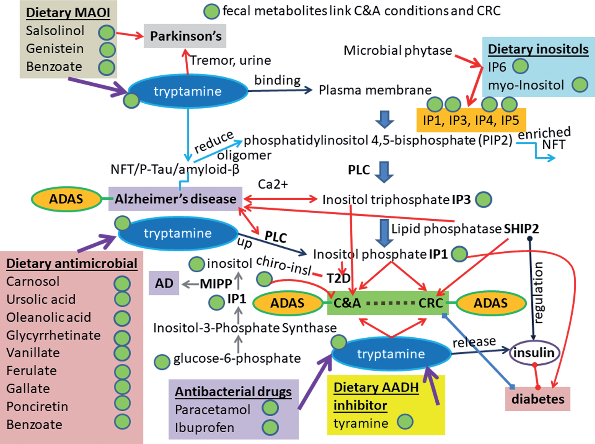 Discovery of Gut Bacteria Specific to Alzheimer’s Associated Diseases ...