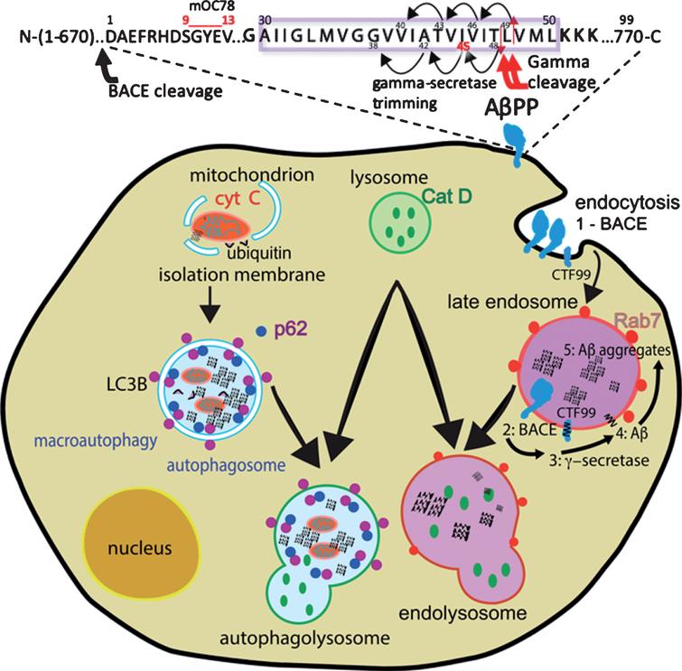 Age-Related Intraneuronal Aggregation of Amyloid-β in Endosomes ...