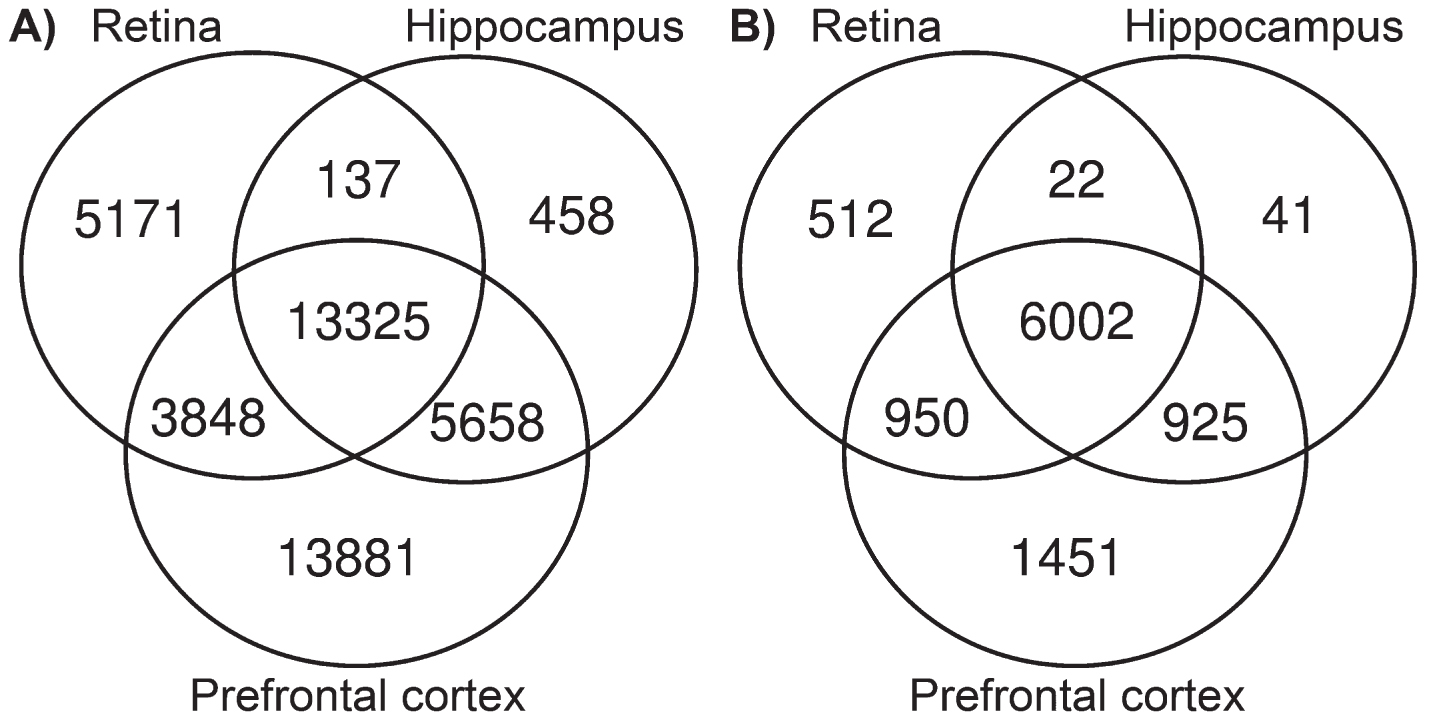 Single-Nucleotide Polymorphisms Associated with the Senescence ...