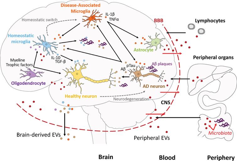 Synaptic Activity and (Neuro)Inflammation in Alzheimer’s Disease: Could ...