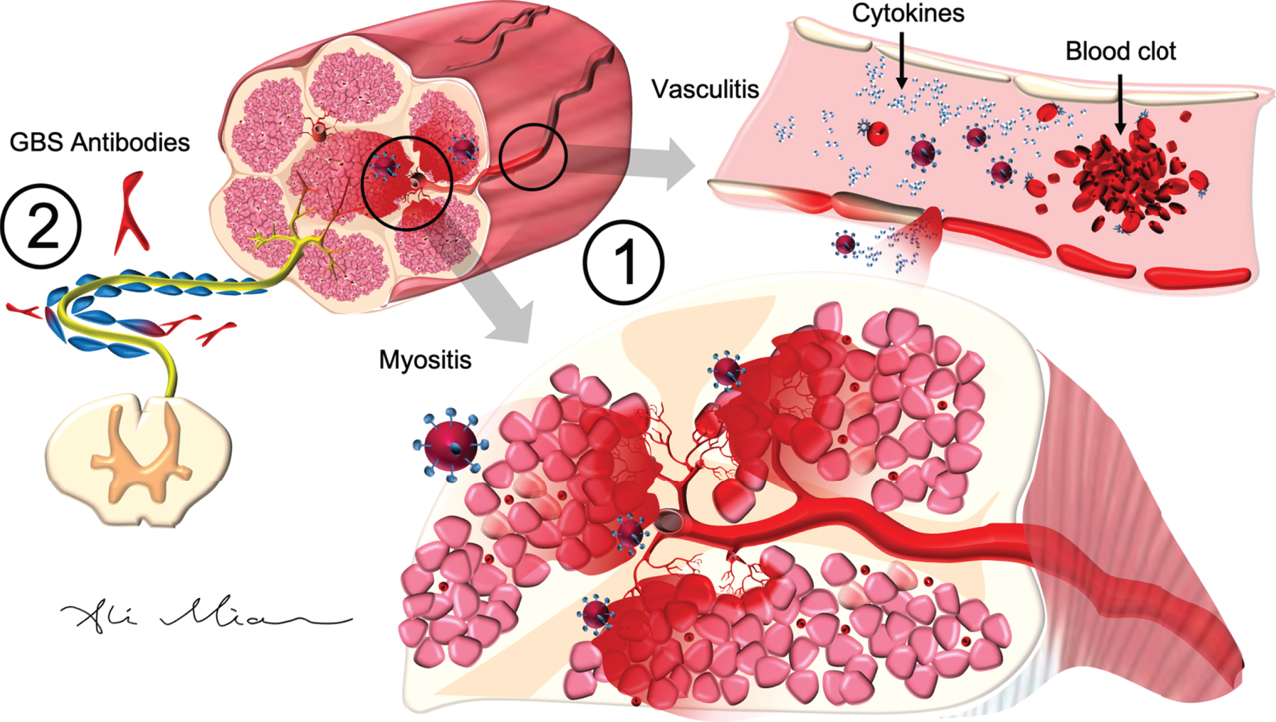 Neurobiology Of COVID-19 - IOS Press