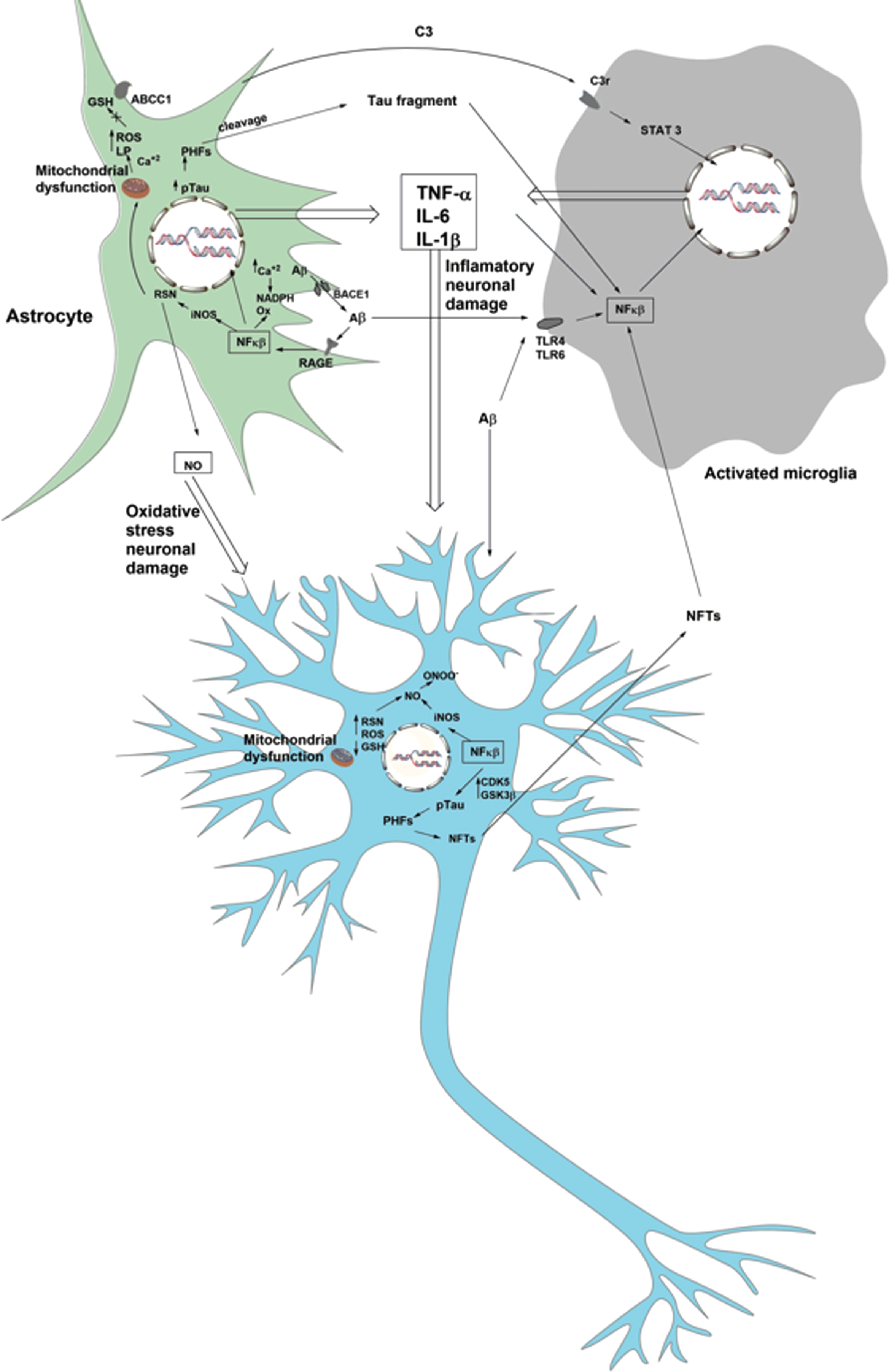 Inflammation: A Major Target for Compounds to Control Alzheimer’s ...