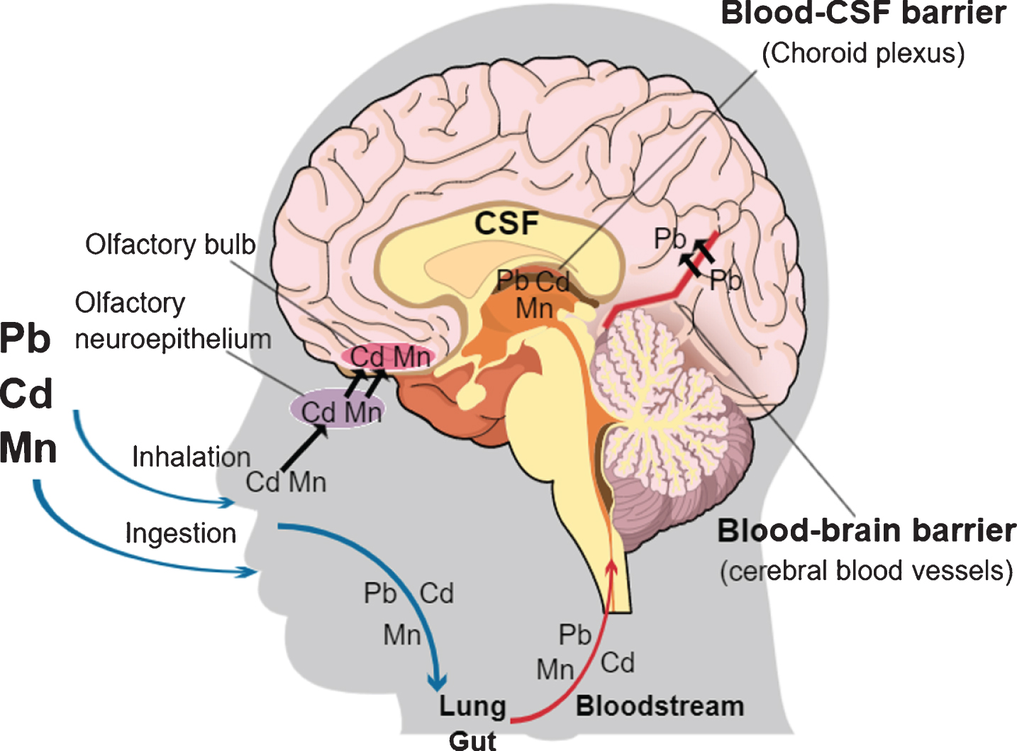 Heavy Metals Exposure and Alzheimer’s Disease and Related Dementias ...