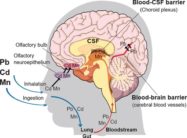 Heavy Metals Exposure And Alzheimer’s Disease And Related Dementias 