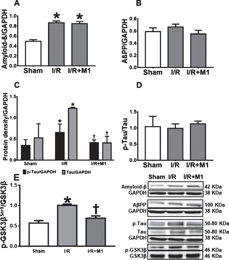 Mitochondrial Fusion Promoter Alleviates Brain Damage In Rats With Cardiac Ischemia Reperfusion Injury Ios Press