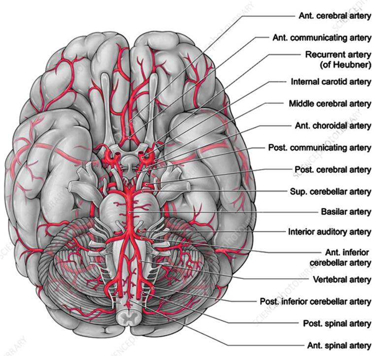 Shear-Induced Amyloid Aggregation in the Brain: V. Are Alzheimer’s and ...