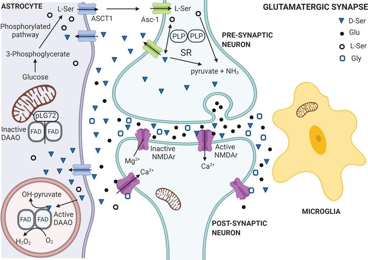 The Role of D-Amino Acids in Alzheimer’s Disease - IOS Press