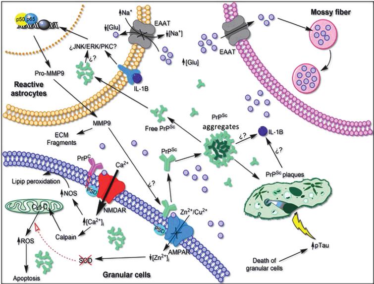 Tau Protein Phosphorylated at Threonine-231 is Expressed Abundantly in ...