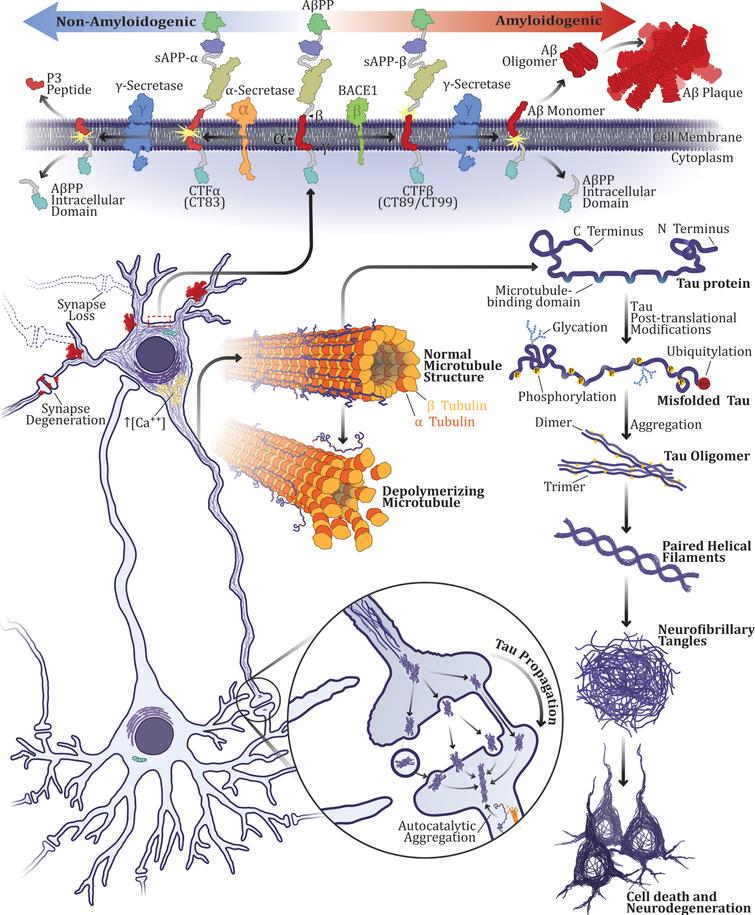 Insulin Resistance as a Common Link Between Current Alzheimer’s Disease ...