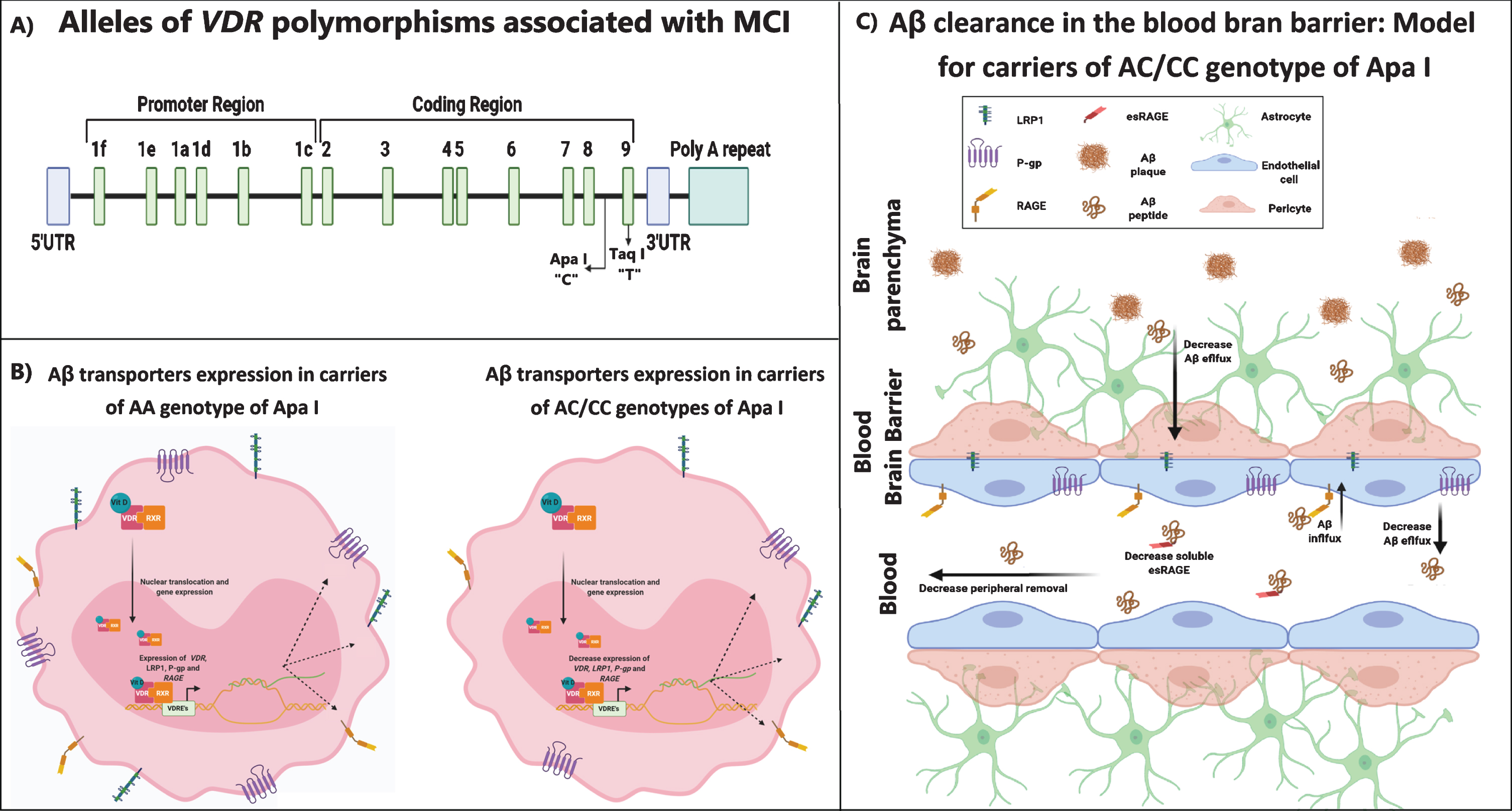 Association Of Vitamin D Receptor Polymorphisms With Amyloid-β 