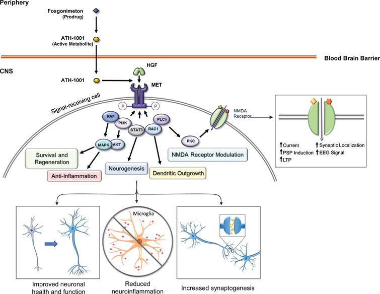 Safety, Tolerability, Pharmacokinetics, and Pharmacodynamics of the ...